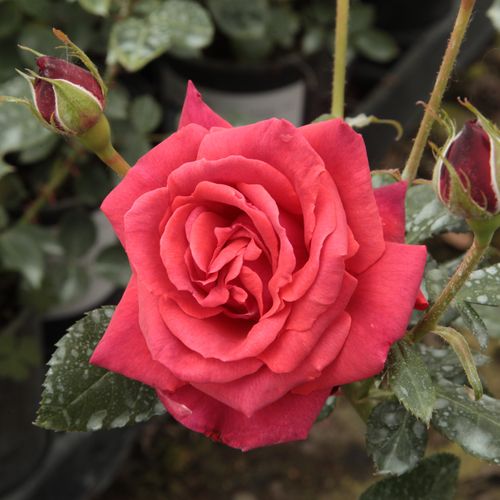 E-commerce, vendita, rose, in, vaso rose climber - rosso - Rosa Iskra™ - rosa non profumata - Meilland International - Perfetta per decorare pareti e pilastri.